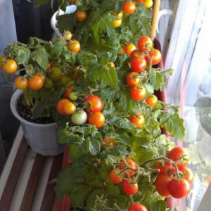  tomate-na-janela-anette.jpg