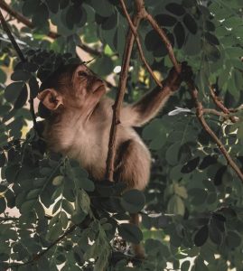 centésimo macaco