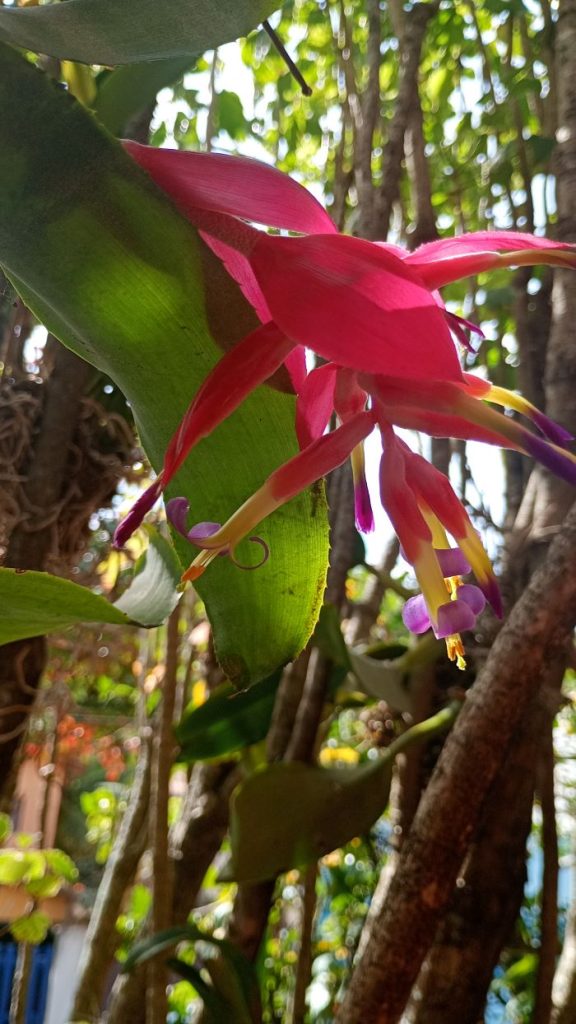 BROMELIA-DO-GALVEAS.jpg