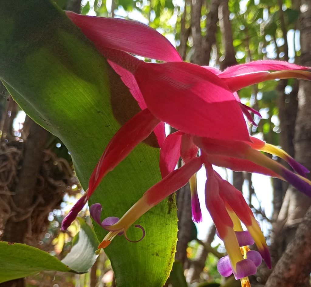 mudas de bromélia