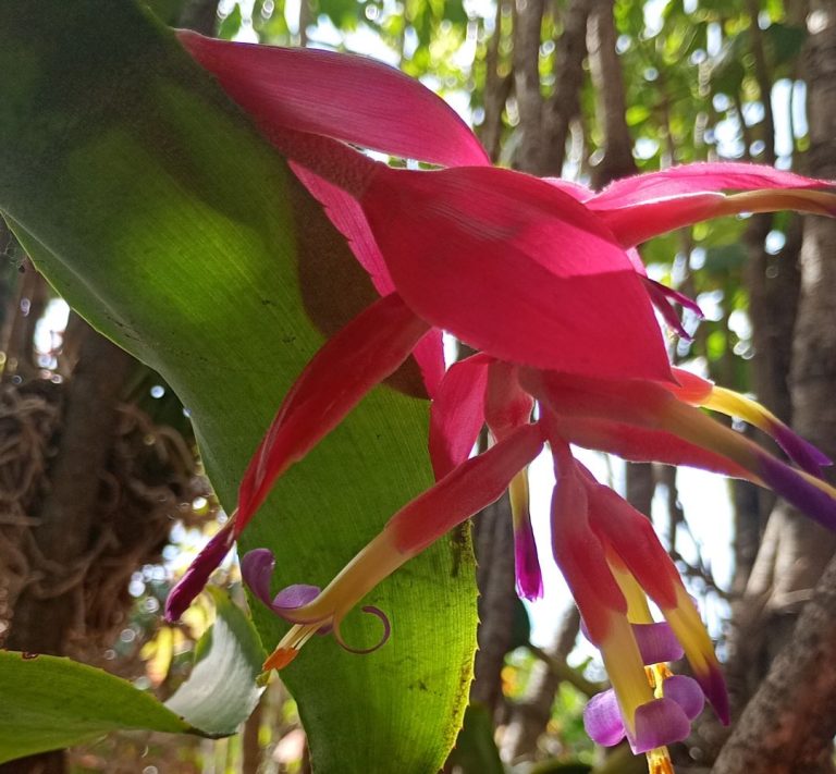 mudas de bromélia