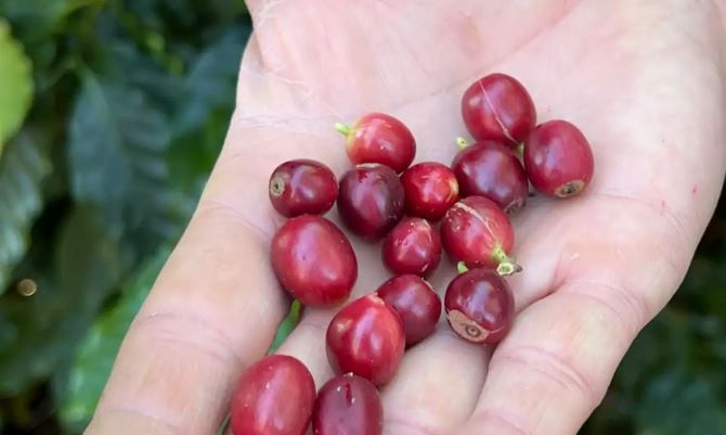 cafe_produizido_pela_fazenda_florenca.jpg