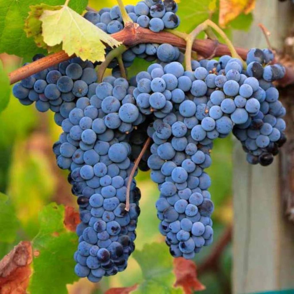 Dia Internacional da Merlot