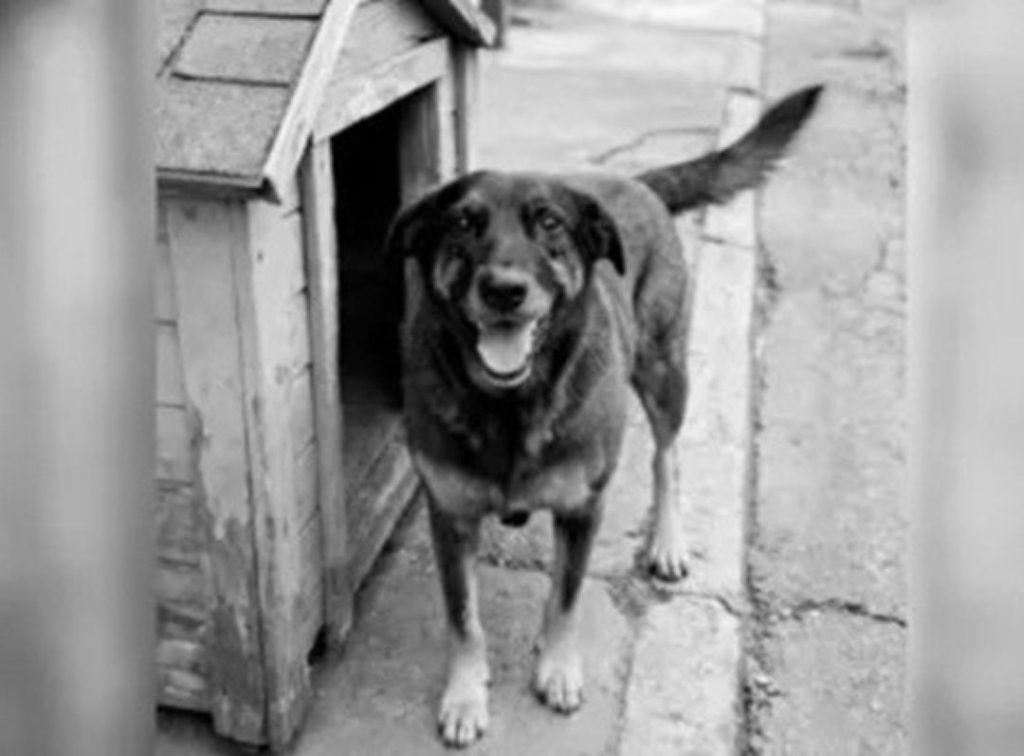 cão Orelha reacende debate