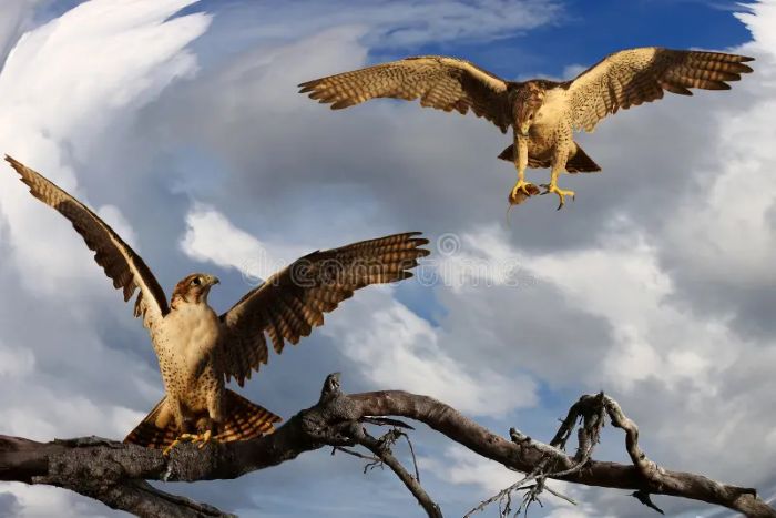 dois-hibrido-e-falcao-de-peregrino-em-um-ramo-93638985jpg.jpg