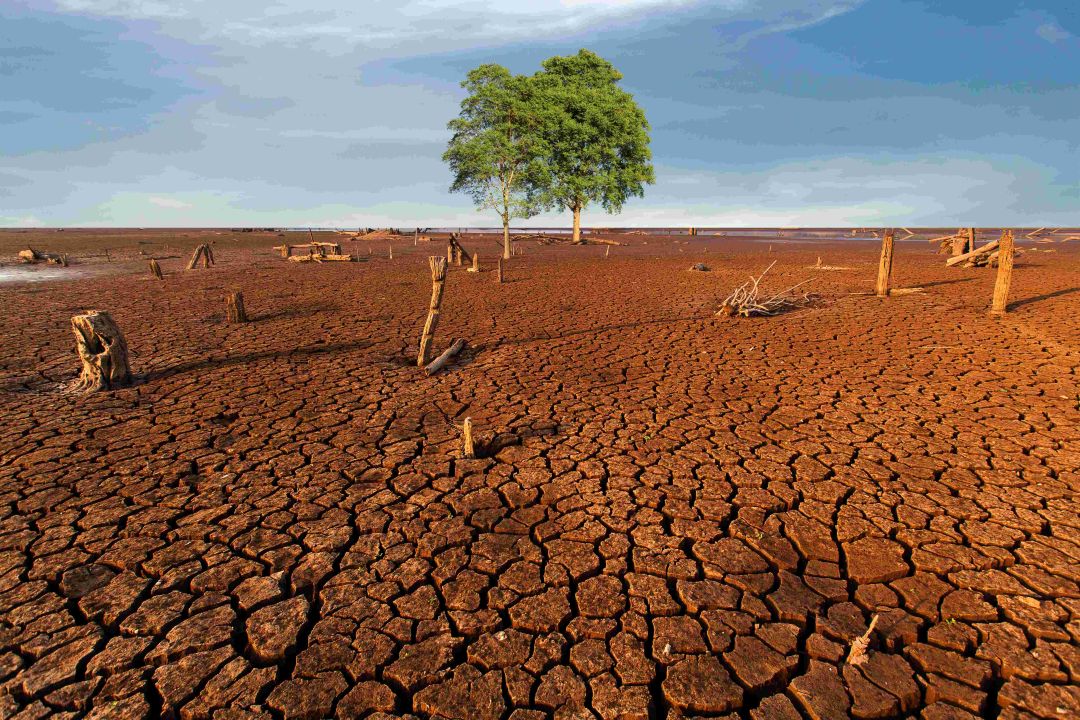 Dia Mundial do Meio Ambiente