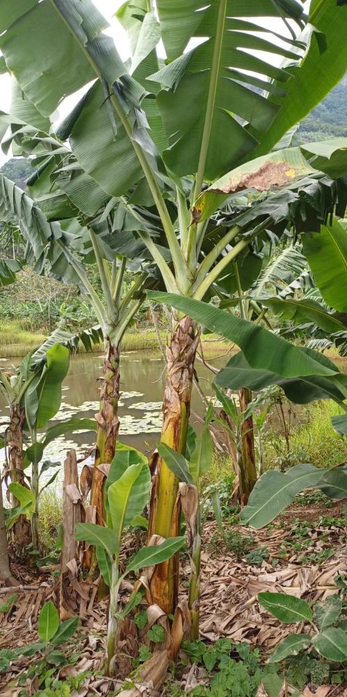 cariac-agric-familiar.jpg