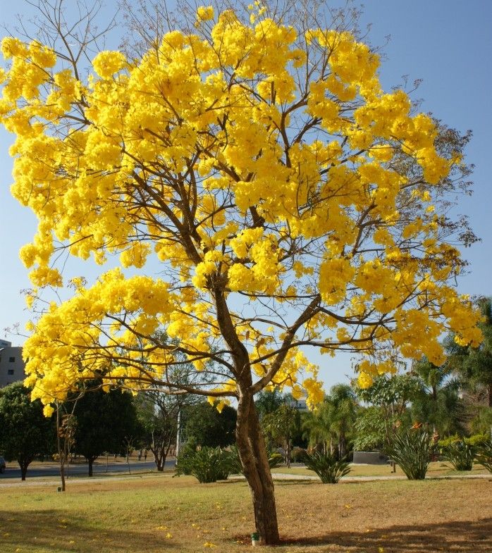 ipe-amarelo.jpg